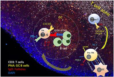 Molecular Control of Follicular Helper T cell Development and Differentiation